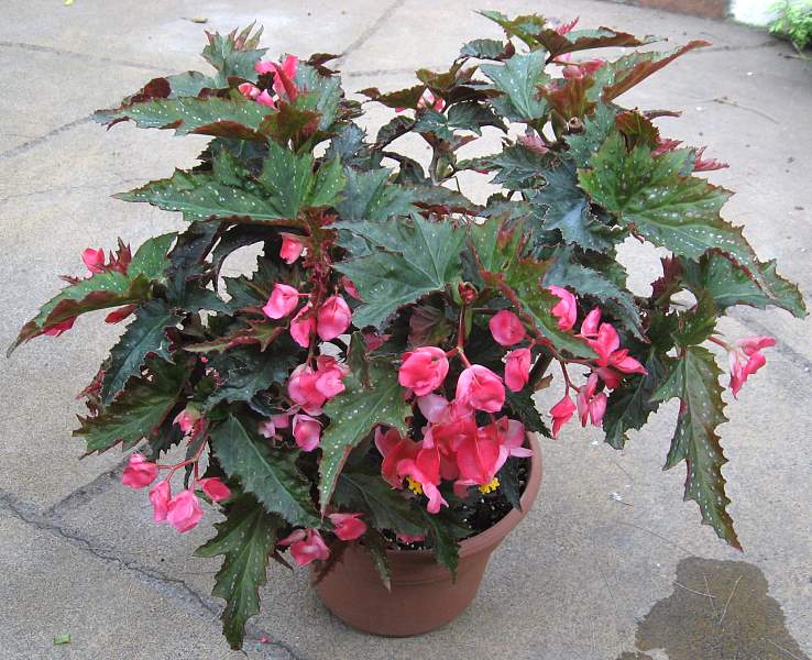 B. ‘Jeanne Jones’